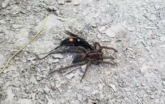 Tigrosa georgicola