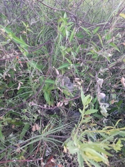 Crotalaria pumila