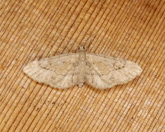 Eupithecia longipalpata