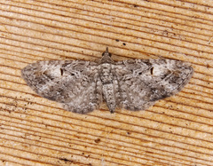 Eupithecia graefii