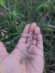 Crotalaria pumila