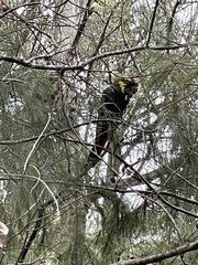 Calyptorhynchus lathami