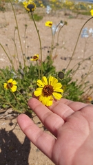 Encelia canescens