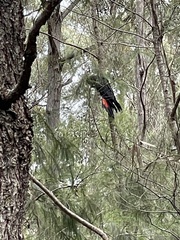 Calyptorhynchus lathami