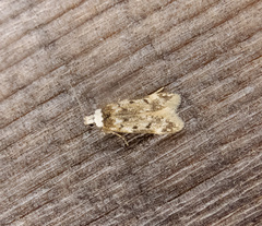 Endrosis sarcitrella