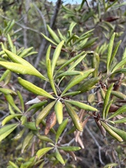 Comarostaphylis diversifolia
