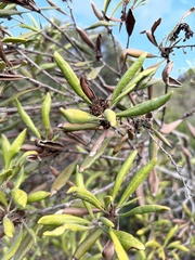 Comarostaphylis diversifolia