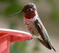 Calypte anna