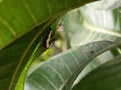 Oxyopes shweta