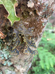 Pseudocyphellaria holarctica