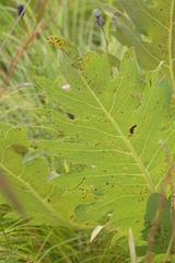 Silphium laciniatum × terebinthinaceum