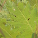 Silphium laciniatum × terebinthinaceum - Photo (c) Mark Kluge,  זכויות יוצרים חלקיות (CC BY-NC), הועלה על ידי Mark Kluge