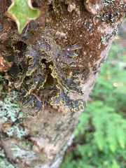 Pseudocyphellaria holarctica