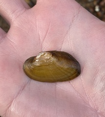 Strophitus undulatus