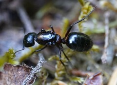 Parasitidae
