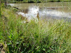 Asclepias subverticillata