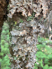 Lobarina scrobiculata