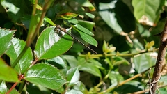 Xanthocnemis zealandica