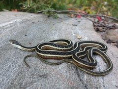Thamnophis saurita septentrionalis