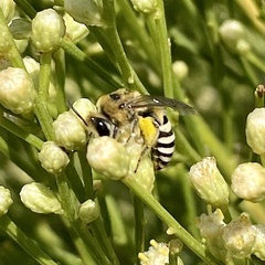 Colletes