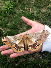 Arsenura polyodonta