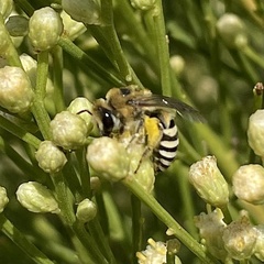 Colletes