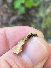 Pseudocyphellaria holarctica