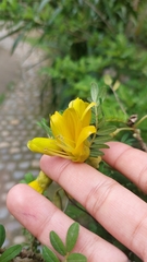 Sophora toromiro