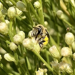 Colletes