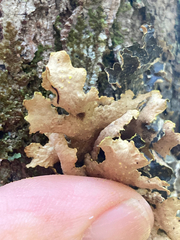 Pseudocyphellaria holarctica
