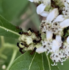 Crematogaster laeviuscula