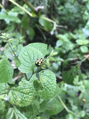 Epilachna mexicana