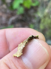 Pseudocyphellaria holarctica