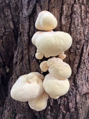 Laetiporus versisporus