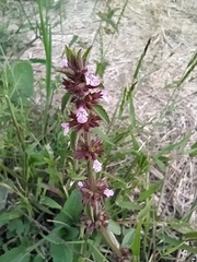Stachys agraria