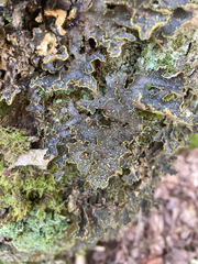 Pseudocyphellaria holarctica