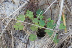 Oxalis perennans