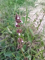Stachys agraria