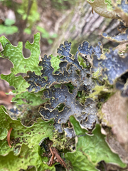 Pseudocyphellaria holarctica