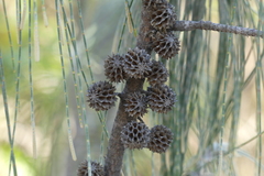 Casuarina equisetifolia