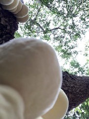 Laetiporus versisporus