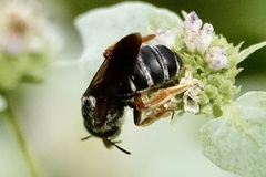 Halictus parallelus