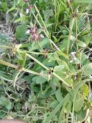 Stachys agraria