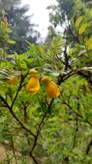 Sophora toromiro