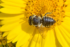 Megachile mendica