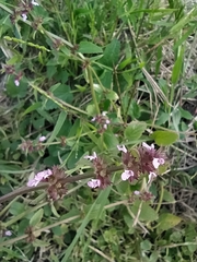 Stachys agraria