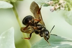 Halictus parallelus