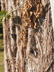 Toxicodendron radicans