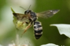Halictus parallelus
