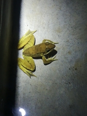 Lithobates maculatus